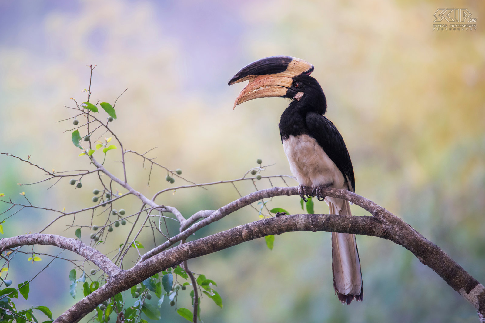 Dandeli - Malabarneushoornvogel Het Dandeli Wildlife Sanctuary is het tweede grootste park in de deelstaat Karnataka. We logeerden vlak aan de Kali rivier en in deze regio leven vrij veel neushoornvogels. 's Morgens zagen we Malabarneushoornvogels in grote getalen overvliegen en 's avonds landen er enkelen in de bomen aan de rivier. De malabarneushoornvogel (Malabar pied hornbill, Anthracoceros coronatus) is 68 cm lang en heeft een indrukwekkende snavel met hoorn. Ze leven voornamelijk van wilde vruchten.  Stefan Cruysberghs
